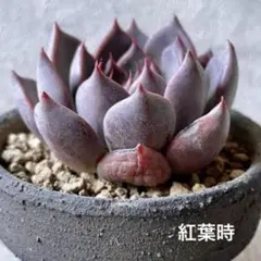 ☆多肉の気持ち☆様 リクエスト 3点 まとめ商品