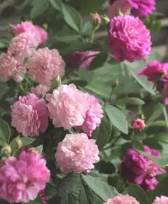 しろみ様 リクエスト 2点 まとめ商品