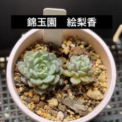 2026年最新】錦玉園の人気アイテム - メルカリ