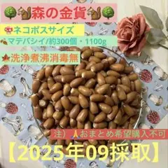 81. 森の金貨　マテバシイ　洗浄煮沸消毒無　どんぐり　約300個　1100g