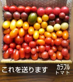 ②【実】カラフルミニトマト＜本日は23種類＞無農薬・有機肥料 箱込み１kg 以上のサムネイル