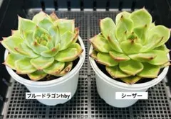 2026年最新】優木園 多肉の人気アイテム - メルカリ
