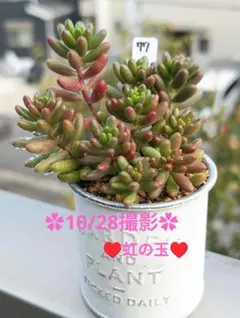 2025年最新】抜き苗の人気アイテム - メルカリ