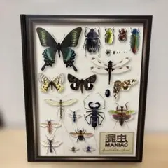 2025年最新】標本の人気アイテム - メルカリ