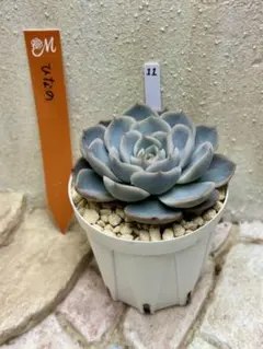 2026年最新】miyaさん苗 ひなのの人気アイテム - メルカリ