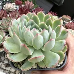 多肉植物 エケベリア コロラータ デザートハーモニー - メルカリ