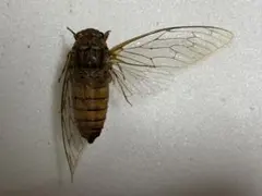 ダイトウヒメハルゼミ オス 標本 - メルカリ