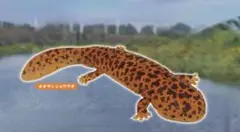 いつでもいっしょ おふろもいっしょ ムニュムニュ アシカ？ぬいぐるみ