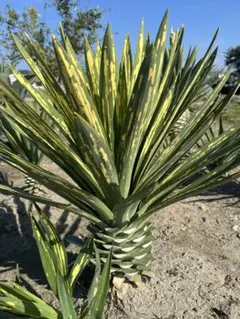 2025年最新】グロリオサ 散り斑の人気アイテム - メルカリ