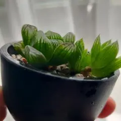 ハオルチア　オブツーサ子株 観葉植物のサムネイル