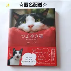 つぶやき猫✨ 猫たちと過ごす日々 　こてち　猫写真集&英語　猫ネコ英語　最安値