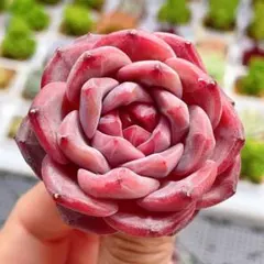 Min様 リクエスト 4点 まとめ商品