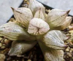 速達発送☆多肉植物 アロエ×ハオルチア ローズブーケット - メルカリ