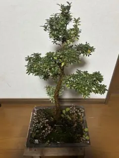 2025年最新】皐月 盆栽の人気アイテム - メルカリ