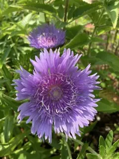 宿根多年草ストケシア　写真の６苗他専用出品