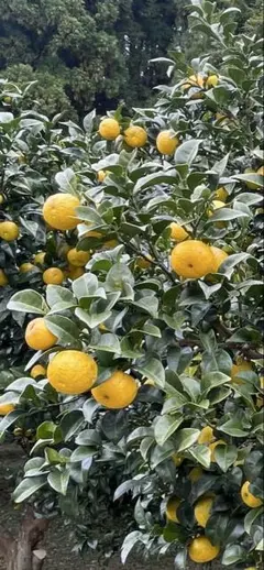 2025年最新】無農薬 柚子の人気アイテム - メルカリ