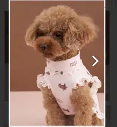 ジェラートピケ　ドッグウェア　S ケーキ柄　定価5,000円