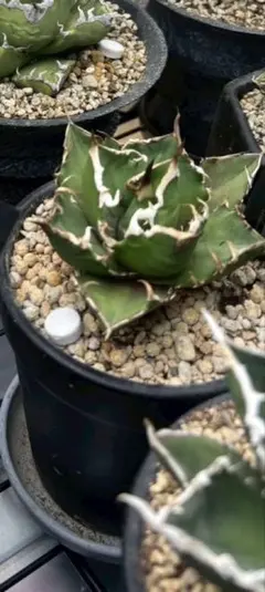 2026年最新】特徴：カット苗 観葉植物 アガベの人気アイテム - メルカリ