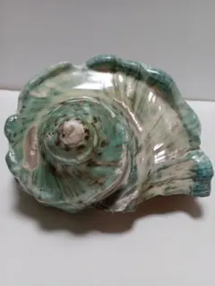 夜光貝の置物 610lozLRRhL._AC_UF1000,