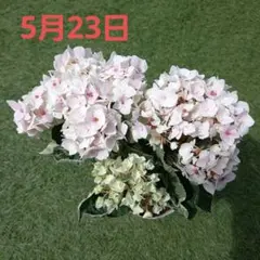 ゼラニウム ：ホワイトウエディング（5号鉢）希少品種 小松園芸 正規