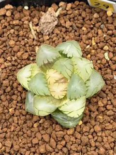 チ*ー様 多肉植物 ハオルチア 氷の恋人 美株 初出品 新品種 糊斑