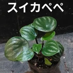 まっつん様 リクエスト 2点 まとめ商品 ⑫⑭スイカペペ