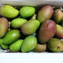 終了 】摘果マンゴー 特大200g〜320g 約5kg ＋α 【 沖縄 】 - メルカリ