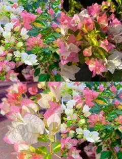 送料込】斑入り葉♡ブーゲンビリア♡レッドカラー♡ヴァリ♡鉢ごと発送