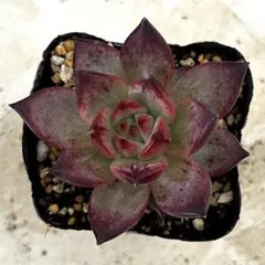 多肉植物 ミナ 抜き苗 - メルカリ