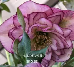 2025年最新】加藤農園クリスマスローズの人気アイテム - メルカリ