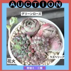 ミ*ミ様 ⚠️オークション❶⚠️ 現品 エケベリア 寄せ植え 多肉弁当 多肉植物