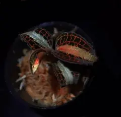 しゅう様 リクエスト 2点 まとめ商品