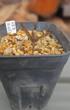 2026年最新】プレステラ 90 深鉢の人気アイテム - メルカリ