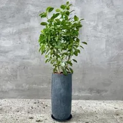 幹太　ガジュマル　セメントファイバー陶器鉢　植え込み発送 幹太 ガジュマル セメントファイバー陶器鉢 植え込み発送 - メルカリ