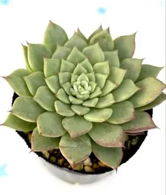 Mariri様 リクエスト 2点 まとめ商品