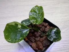 アヌビアス・ナナ 斑入りキングAnubias nana Variegata - メルカリ