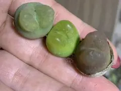 コルネ様 リクエスト 2点 まとめ商品