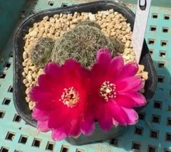 2025年最新】レブチアの人気アイテム - メルカリ