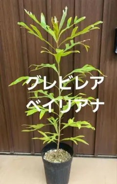 花芽付き グレビレア ストロベリーブロンド 鉢植え 苗 - メルカリ