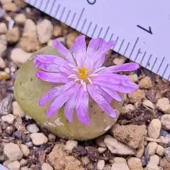 一期一会4639様 リクエスト 2点 まとめ商品