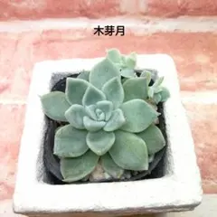 2026年最新】優木園さんの人気アイテム - メルカリ