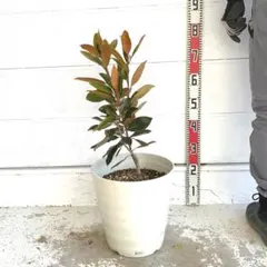 2026年最新】タイサンボク リトルジェム 苗の人気アイテム - メルカリ