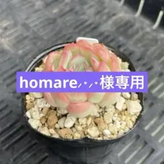 354.多肉植物 ストロベリーアイス 抜き苗 根付きのサムネイル