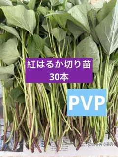 紫芋切り苗 25本 茨城県産 サツマイモ さつまいも苗 家庭農園 大口対応