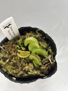 奇形】 ハエトリソウ BCP Kim jong il 食虫植物 金正日 D - メルカリ