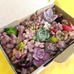 13　多肉　寄せ植え　カット苗　恋心　プロリフィカ　姫秋麗　桜吹雪　¥770