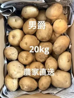 北海道 熟成じゃがいも ホクホクピルカ2L 10kg ジャガイモ 旨い