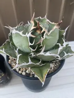 2025年最新】アガベ 白鯨 ボールの人気アイテム - メルカリ