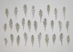 No.79-908 シルバーリーフの森 シロタエギク／押し花素材