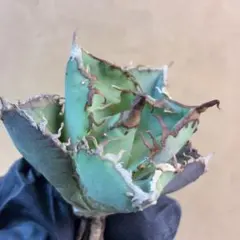 2026年最新】アガベ星空の人気アイテム - メルカリ